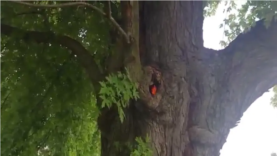 Fire crews leave tree smoldering after lightning strike