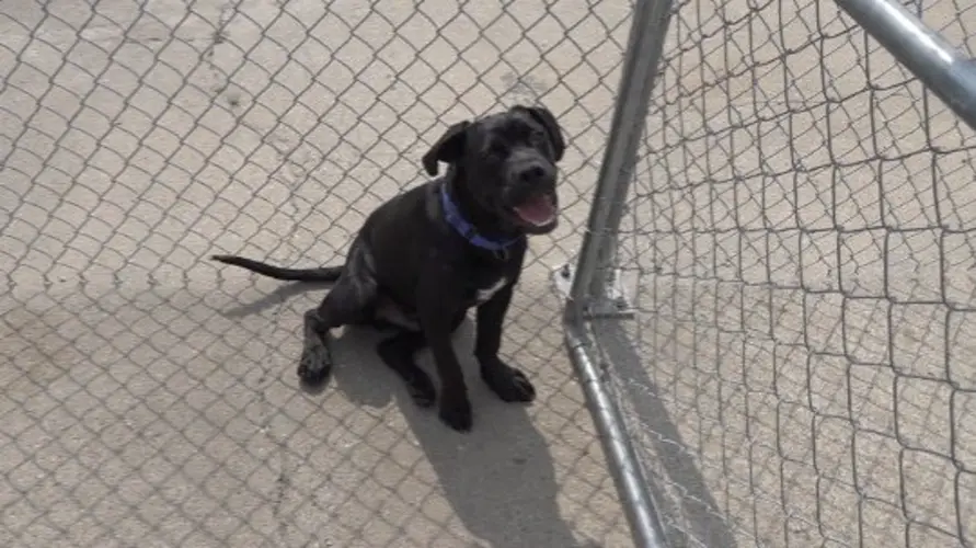 Diego: The Pet of the Week