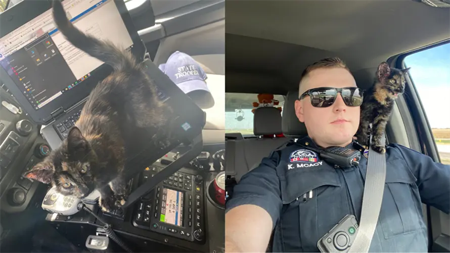 Trooper finds, rescues cat in ditch in Dodge County