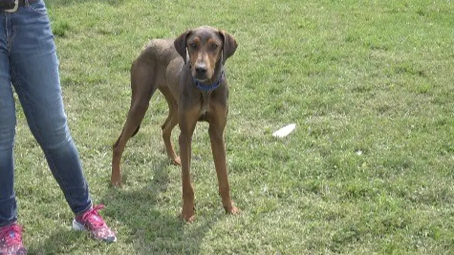 Chuy: The Pet of the Week