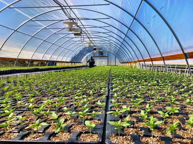 Midwest Hemp Forum Plans Expo At Syracuse