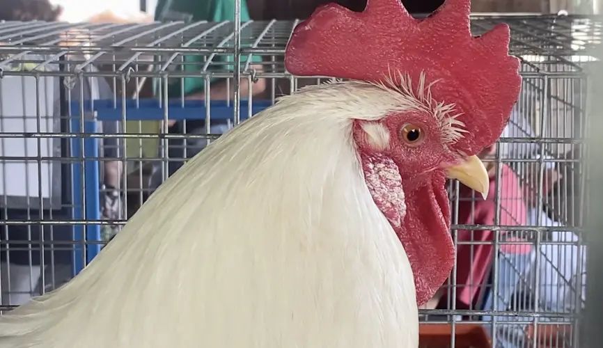 No place for a 'range chicken' at Pawnee County broiler show