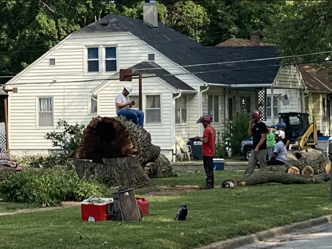 Oak tree older than United States
comes down in Nebraska City