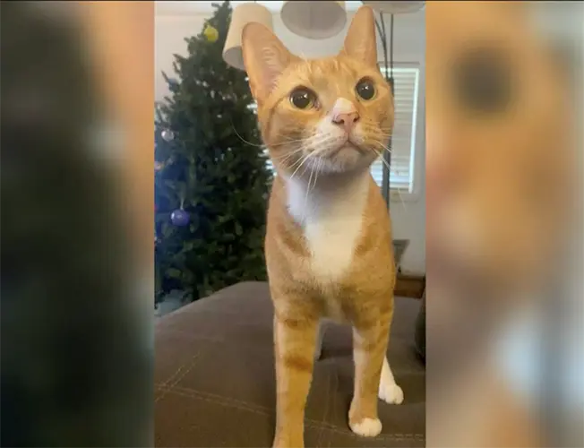 Disturbing case of cat’s remains left on Bellevue park grill remains unsolved