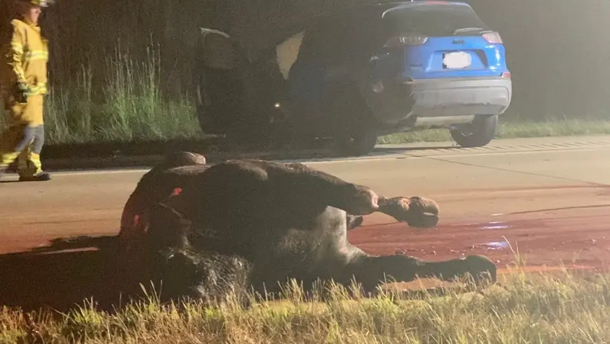 Car hits bull on Highway 2