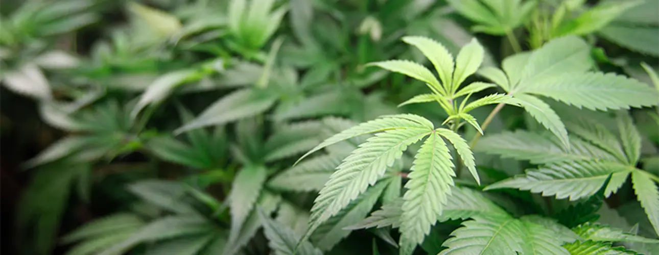 Split appeals panel rejects Nebraska marijuana injunction