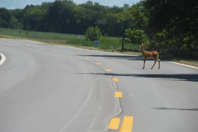 Police report deer crashes over Thanksgiving weekend