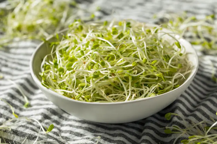 Alfalfa sprouts being recalled after salmonella outbreak