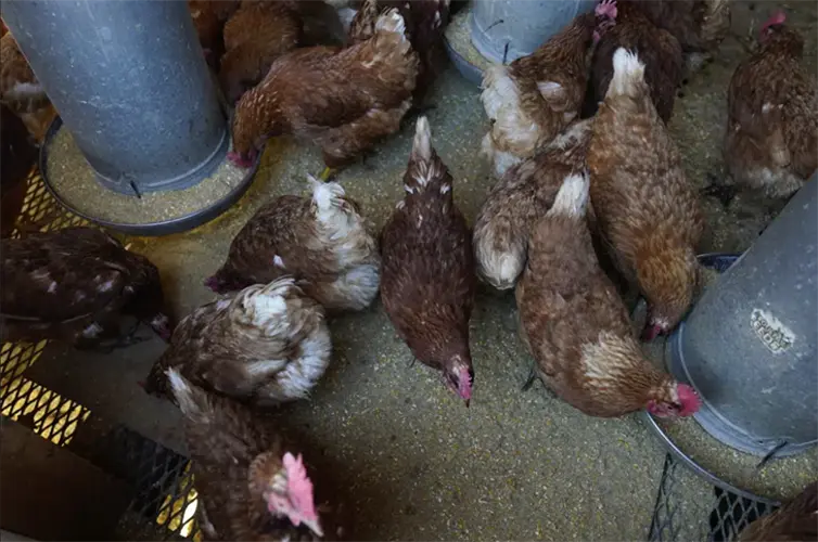 Bird flu found in Nemaha County