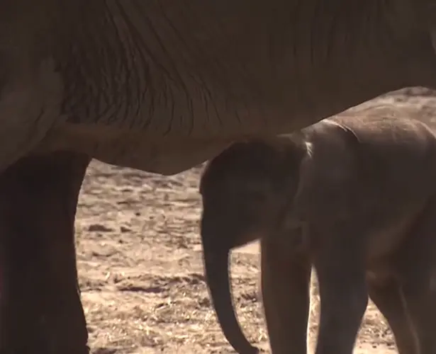 Omaha’s Henry Doorly Zoo and Aquarium welcomes fifth elephant calf