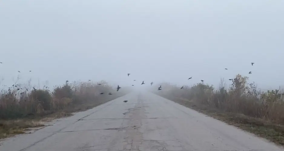 Indian Cave hosts Christmas bird count