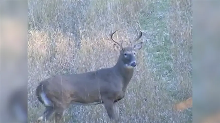 November firearm deer harvest down in Nebraska
