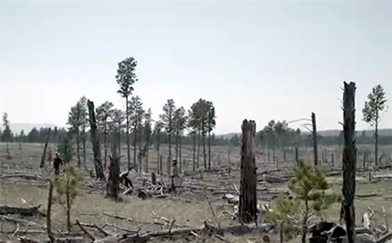 Arbor Day Foundation helps replant trees lost in Oregon forest fire