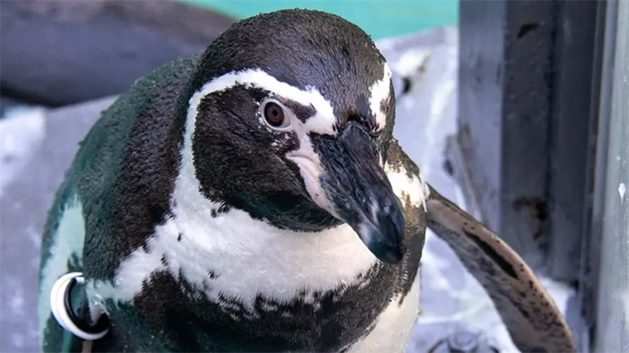 Lincoln Children's Zoo closes avian exhibits due to bird flu