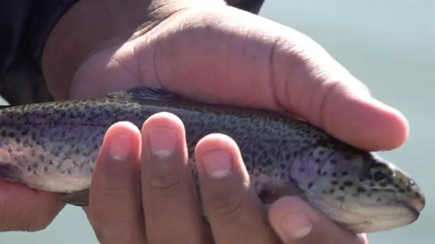 NGPC in midst of fall trout stocking