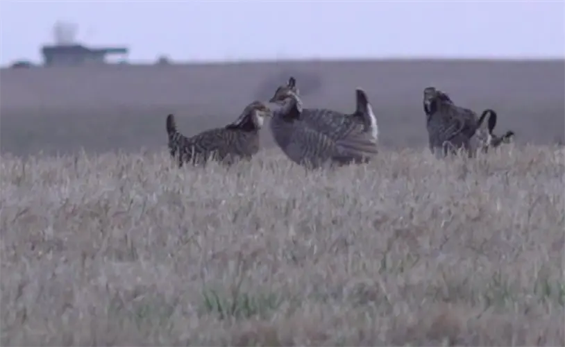 Several southeast Nebraska counties included in USDA Upland Wildlife Habitat project