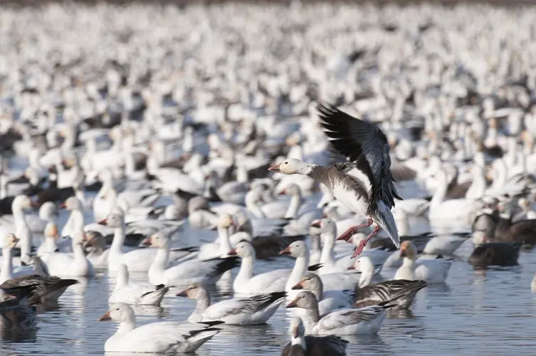 Sterling man cited for violations, after discovery of dead geese