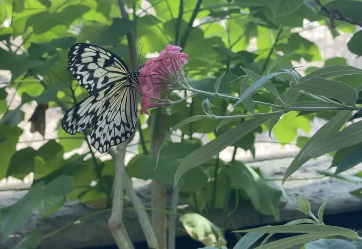 Homestead NHP to hold a butterfly walk this weekend