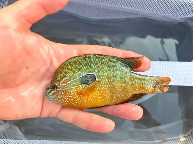 Game and Parks documents new Nebraska fish species, in Fairbury