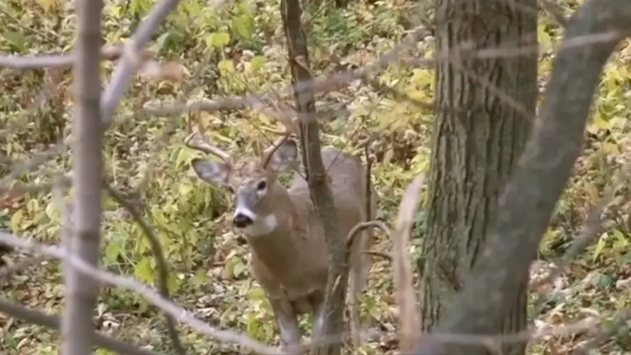 NGPC: Harvest numbers show jump for Mule Deer, generally positive sign for whitetail