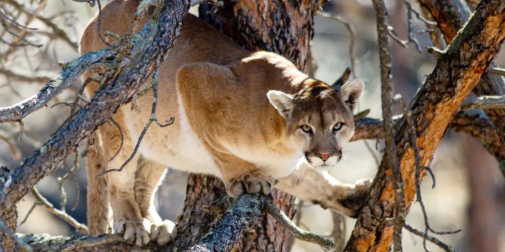 Mountain Lions in southeast Nebraska: How rare is it and how do they get here?