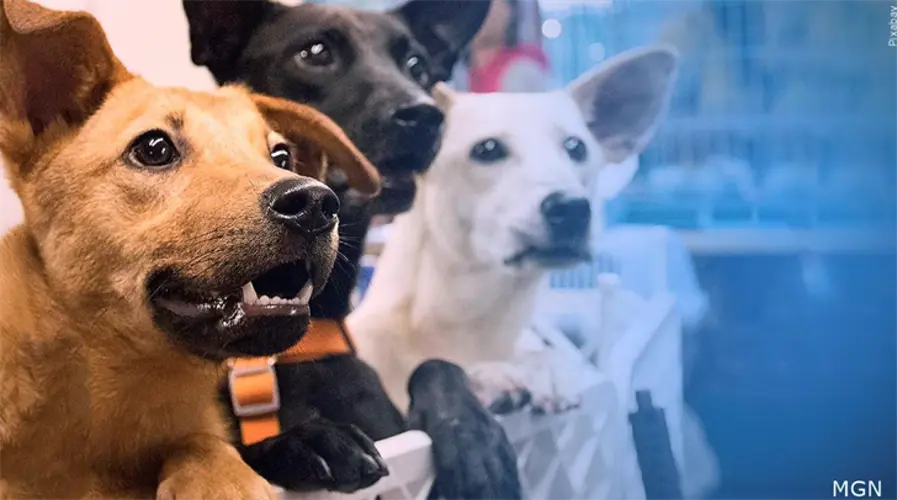 Capital Humane Society en Lincoln a plena capacidad