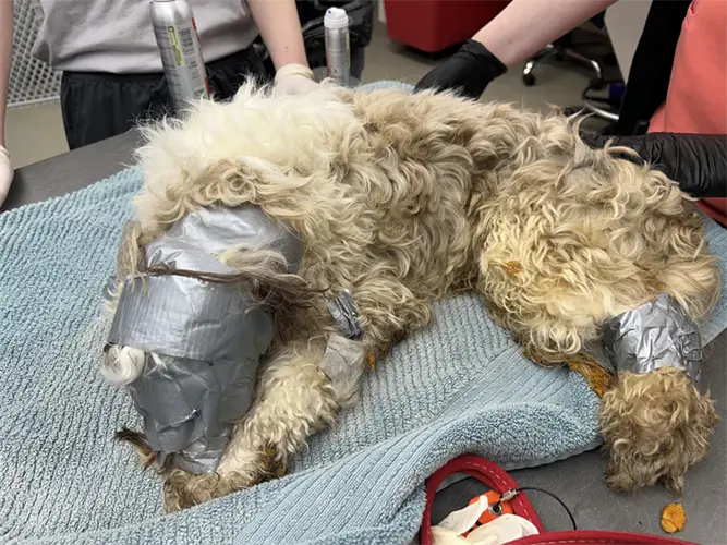 Perro encontrado atado con cinta adhesiva en contenedor de basura de Omaha