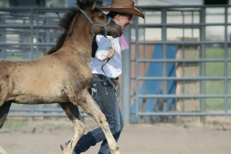 Heat relief expected for Otoe County Fair