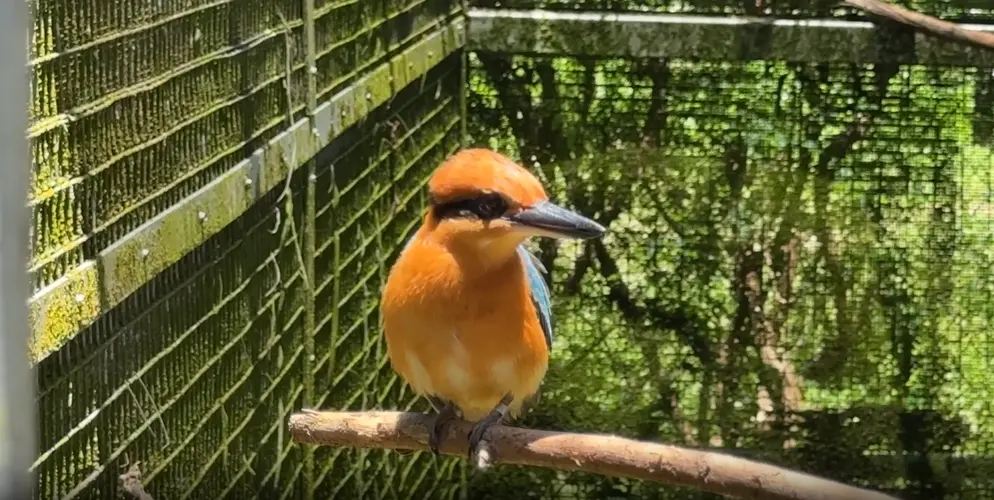 Endangered ko'ko' and sihek safe after Bavi, but bird species face federal funding cuts