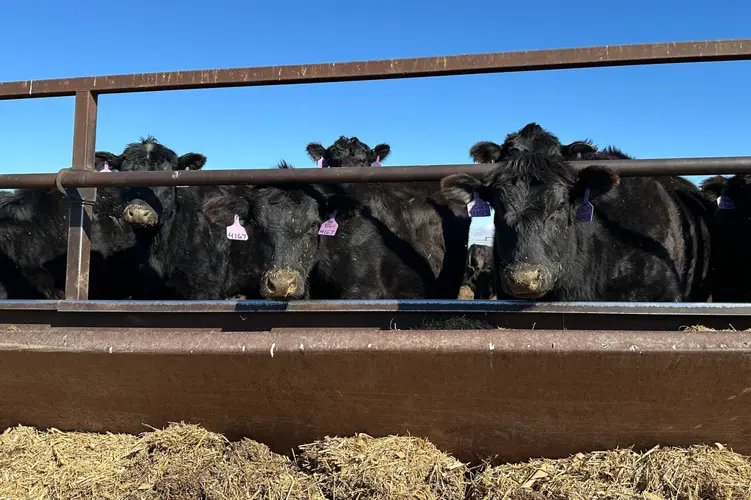 Nebraska's congressional delegation critical of Trump plan to lower beef prices