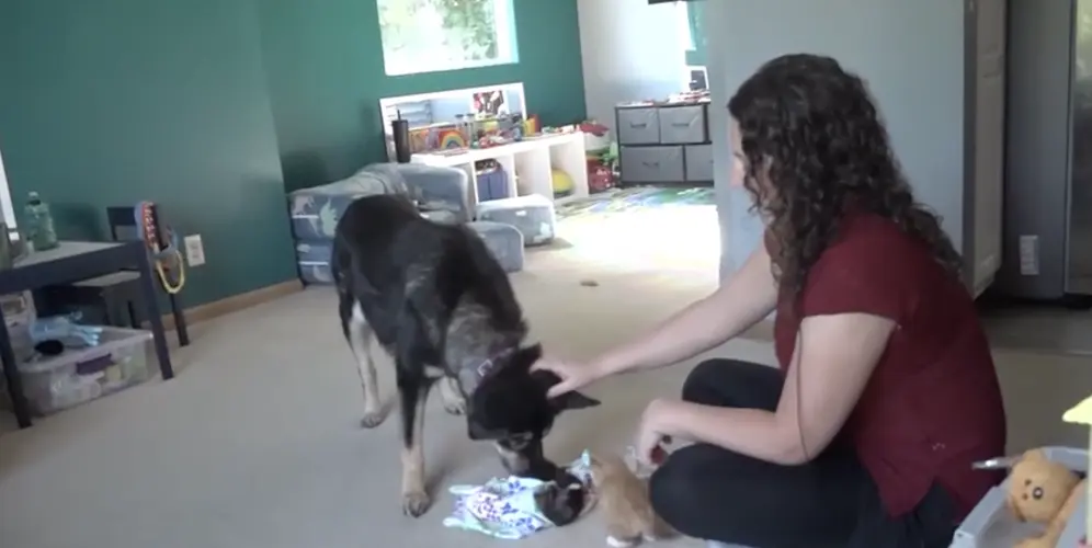 Dog with cancer finds new purpose fostering kittens in Omaha