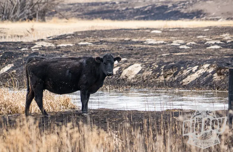 Donations pour in after historic wildfires bringing hope to devastated Nebraska ranches