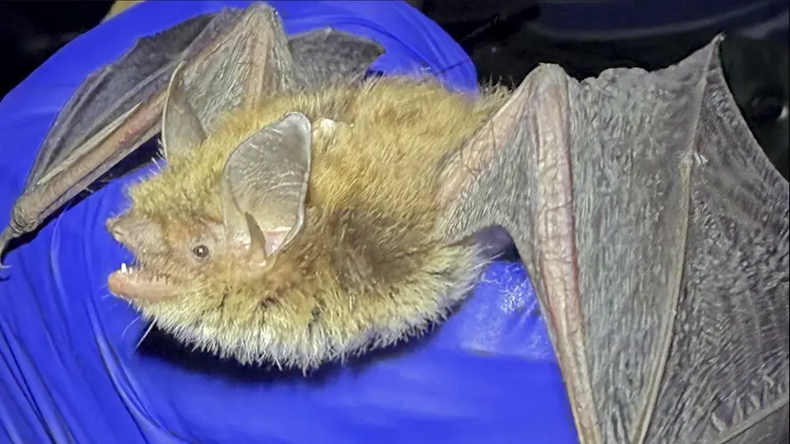 Rare bat captured by Game and Parks researchers