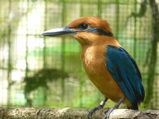 Guam at the center of endangered species debate