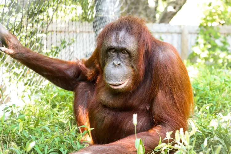 Orangután pierde a sus crías gemelas en zoológico de Omaha