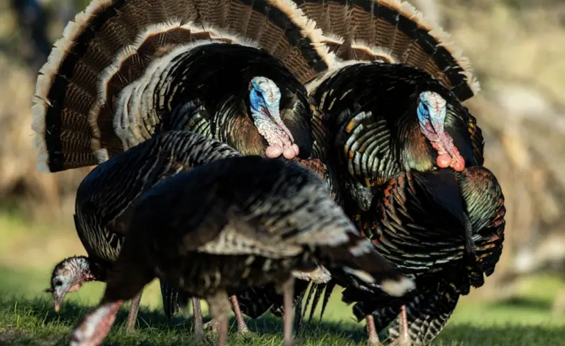 Game and Parks talks turkey numbers, amidst spring season