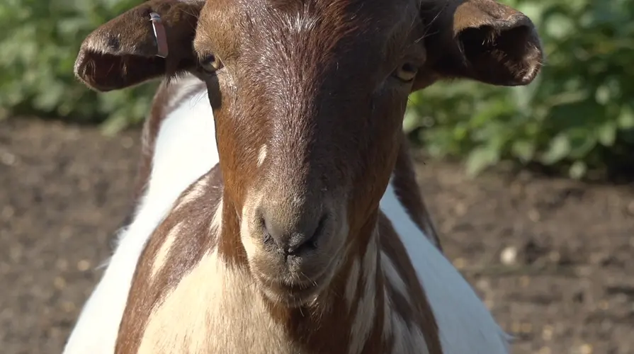 Valentine police ask residents to keep goats out of city limits