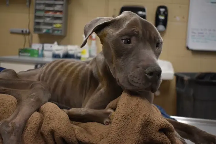 Documentos revelan detalles sobre la muerte de un perro en caso de maltrato animal en Nebraska City