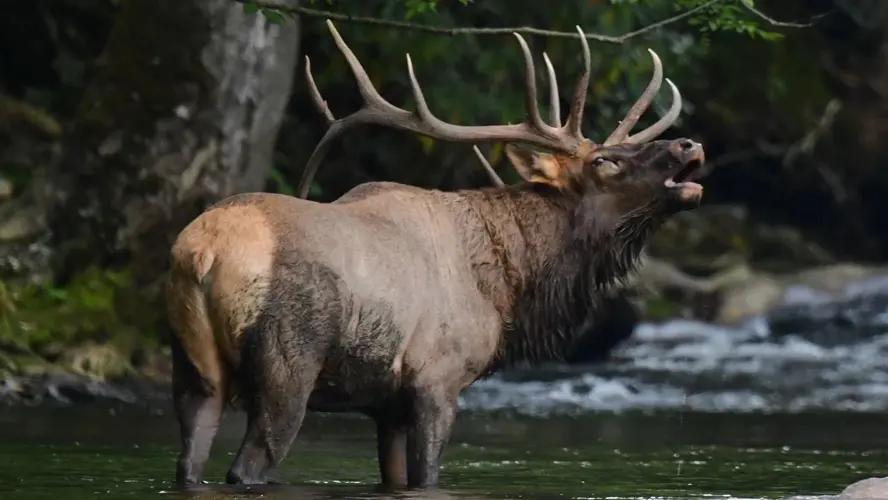 Temporada de apareamiento lleva a alces al este de Nebraska