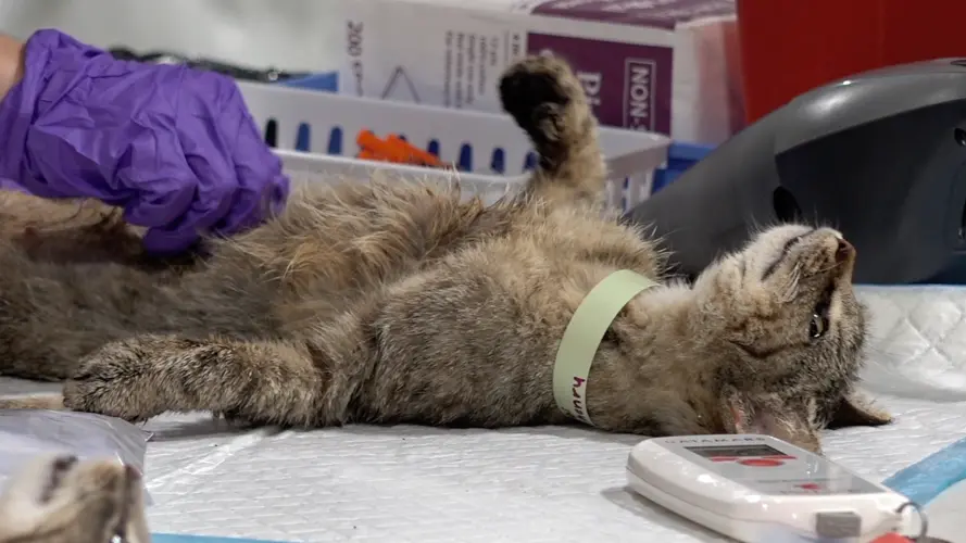 Braving severe storm, variety of vet med orgs join forces to combat cat overpopulation crisis