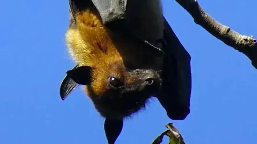Large numbers of threatened fruit bats seen during daylight in Guam skies