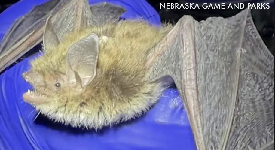 After rare bat found in southeast Nebraska, Game and Parks talks state of bat populations
