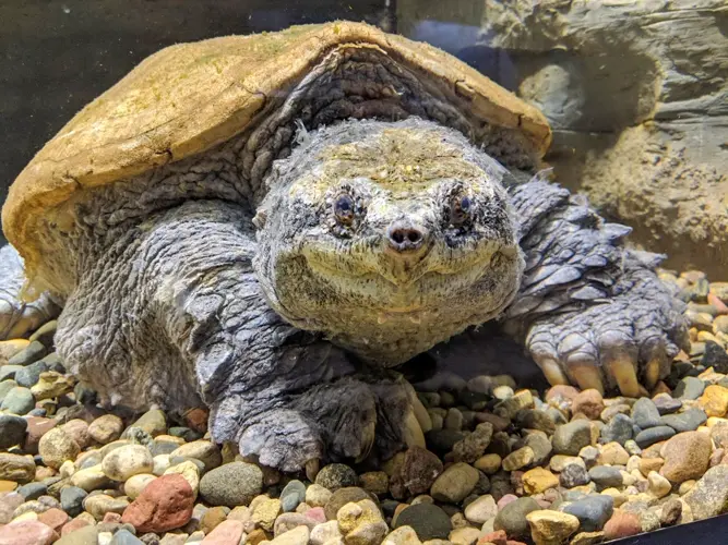 ‘Almost like a dinosaur’: Big Snap, world’s largest common snapping turtle, awed countless Nebraskans