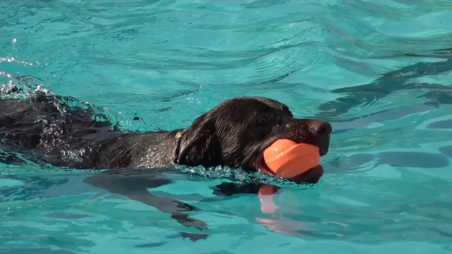 Hastings Aquacourt Concludes Season with Annual Doggie Paddle