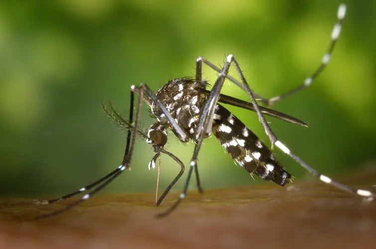 Los CDC instan a los estadounidenses a evitar las picaduras de mosquitos durante el fin de semana festivo