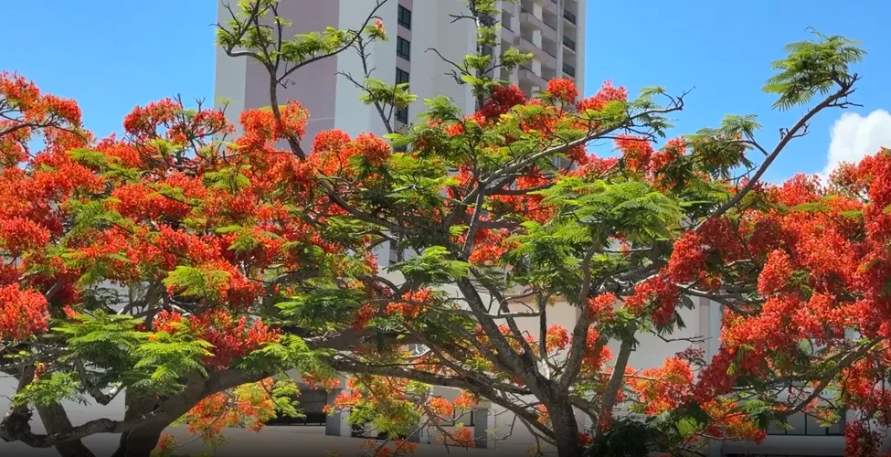 What you need to know about the vibrant red flame trees blooming across Guam