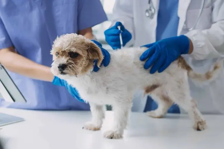 Nebraska Humane Society ofrecerá clínica de vacunación para mascotas a bajo costo