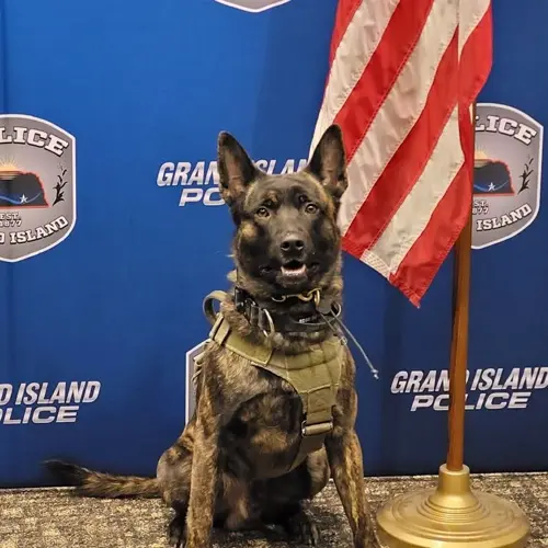 Grand Island police K9 dies after being struck by vehicle