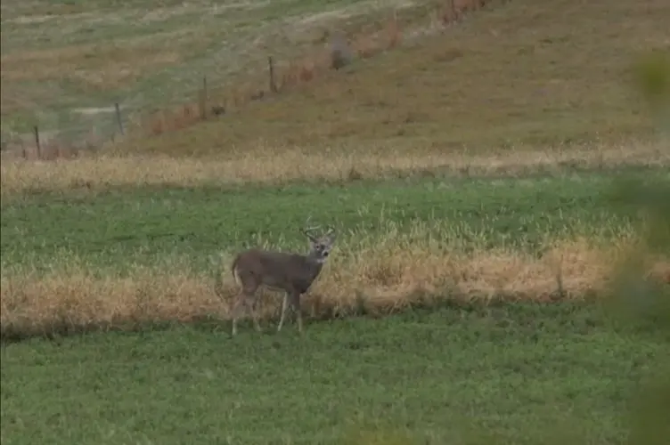 Deer permit limit could be decreasing