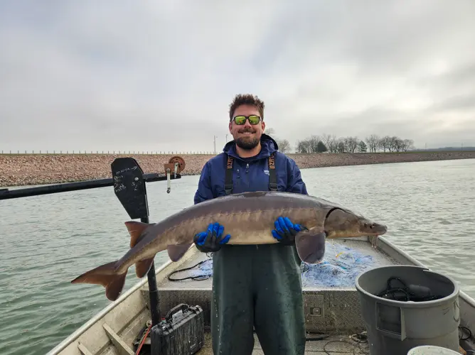 Outdoor notes: Rare lake sturgeon made 681-mile swim